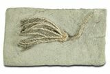 Fossil Crinoid (Pachylocrinus) - Crawfordsville, Indiana #344769-1
